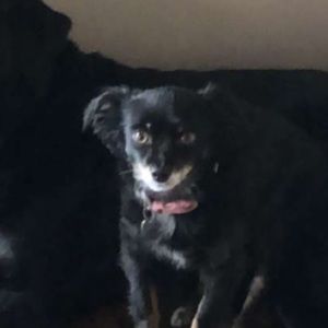 Meet your Posher, Anne